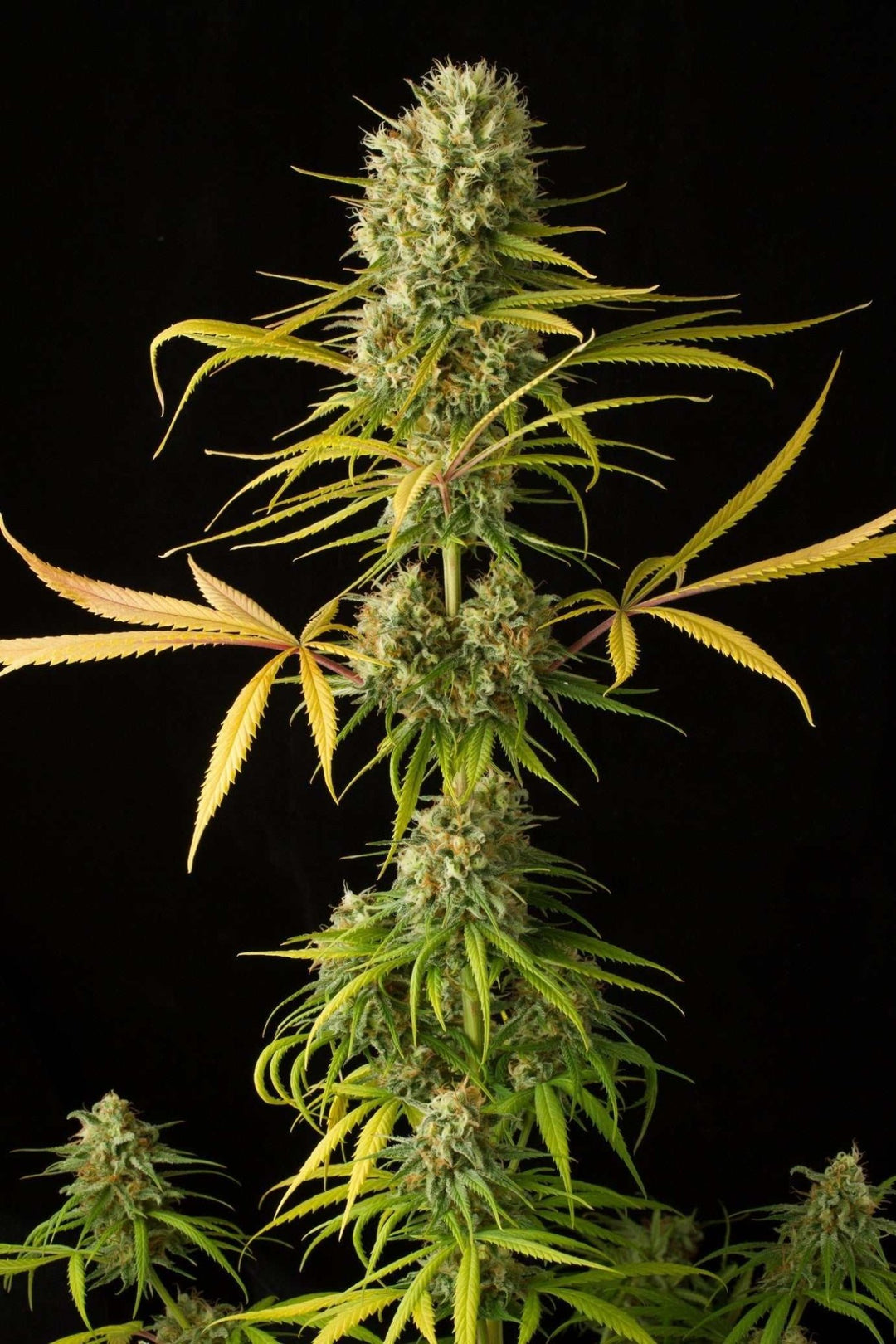 Amnesia Haze | Automatic | 22 - 27% THC - Brain Chill