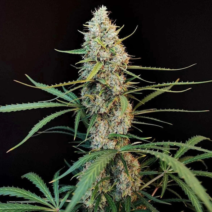 Amnesia Haze | Automatic | 22 - 27% THC - Brain Chill