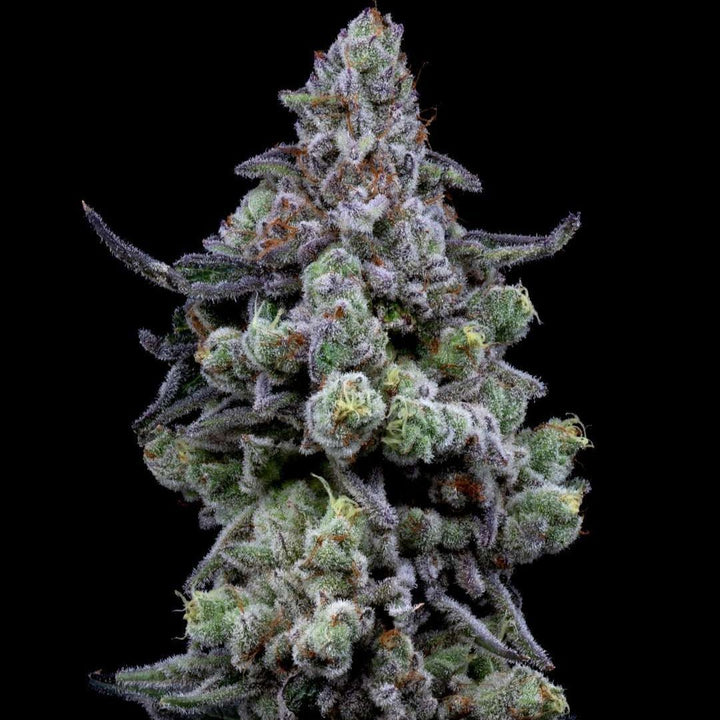 Cali Runtz | 22 - 29% THC - Brain Chill