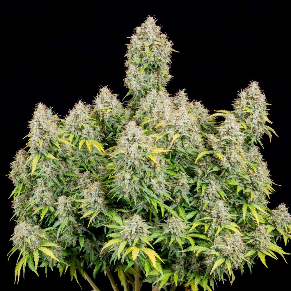 Cali Runtz | Automatic | 22 - 29% THC - Brain Chill