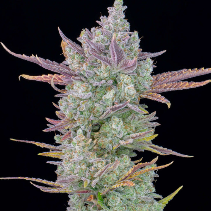 Gorilla Glue | Automatic | 14 - 26% THC - Brain Chill