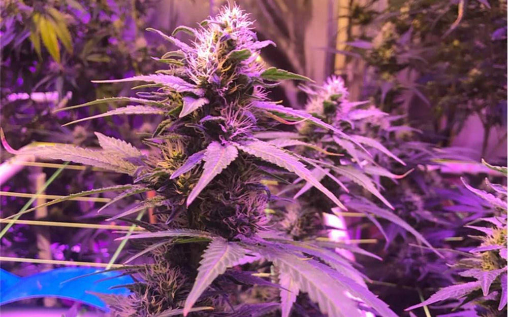 Purple Haze | 16 - 22% THC - Brain Chill