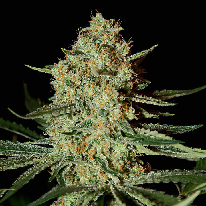 Sour Diesel | 17 - 23% THC - Brain Chill