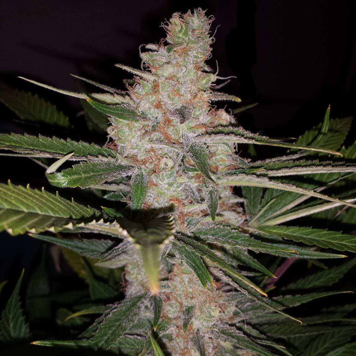 Sour Diesel | Automatic | schnelle Ernte | 14 - 19% THC - Brain Chill
