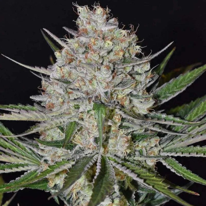 Strawberry Haze | 15 - 24% THC - Brain Chill