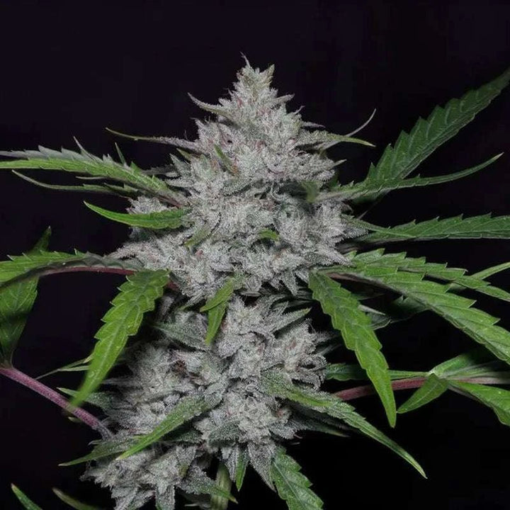 Strawberry Haze | Automatic | 13 - 19% THC - Brain Chill