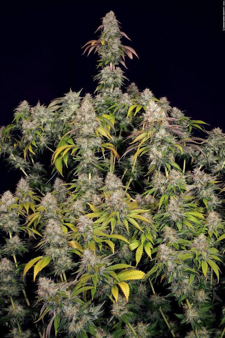 Strawberry Haze | Automatic | 13 - 19% THC - Brain Chill