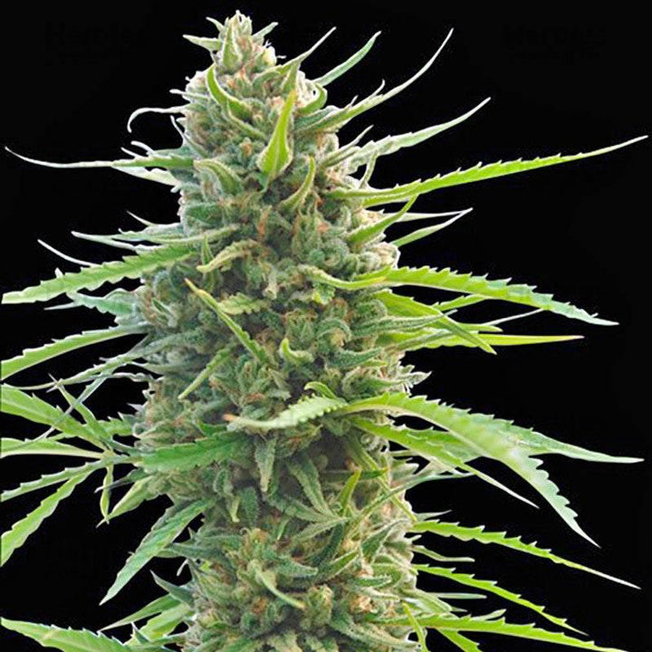 Super Lemon Haze | 15 - 24% THC - Brain Chill