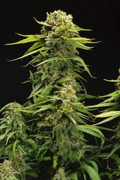 Super Lemon Haze | 15 - 24% THC - Brain Chill