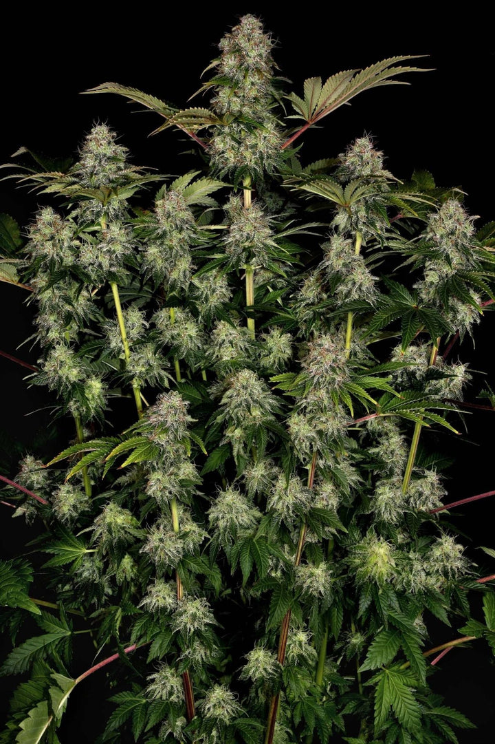 Super Lemon Haze | Automatic | Schnelle Ernte | 15 - 24% THC - Brain Chill