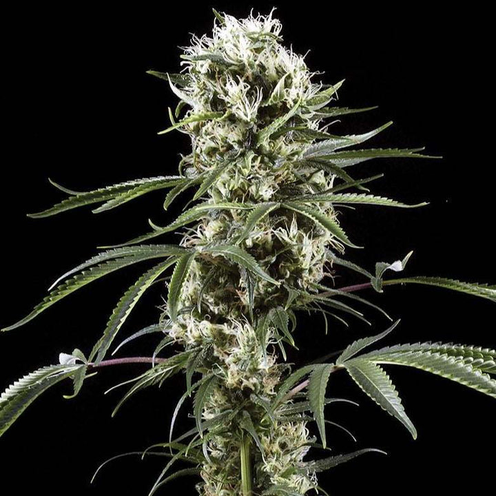 Super Lemon Haze | Automatic | Schnelle Ernte | 15 - 24% THC - Brain Chill