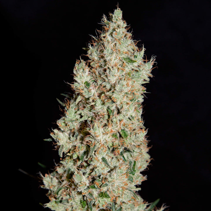 White Widow | Automatic | Schnelle Ernte | 18 - 25% THC - Brain Chill
