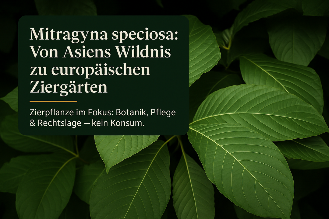 Mitragyna speciosa: Von Asiens Wildnis zu europäischen Ziergärten