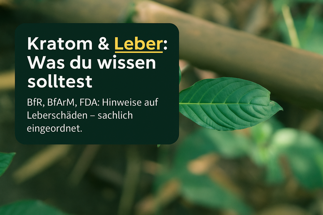 Kratom und die Leber: Was du wissen solltest