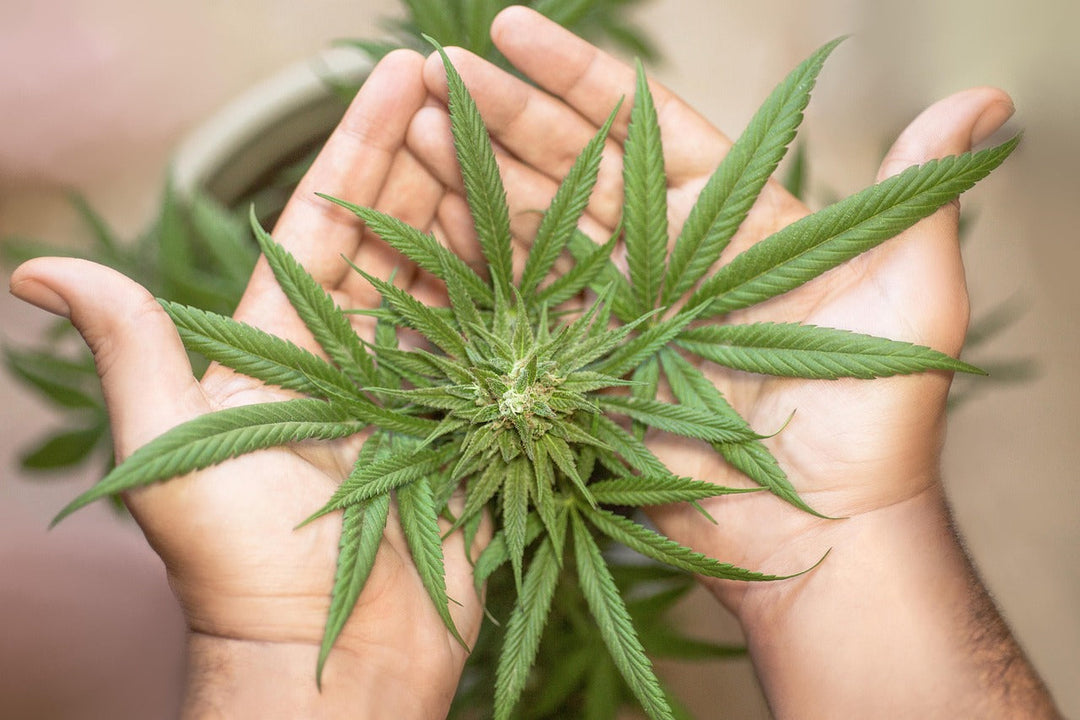 Das neue Cannabinoid THCA