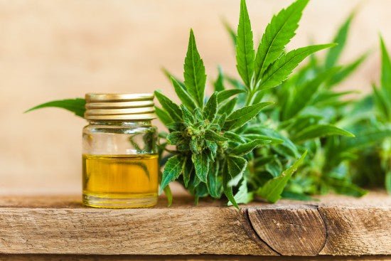 Allgemeines zu CBD und Herkunft - Brain Chill