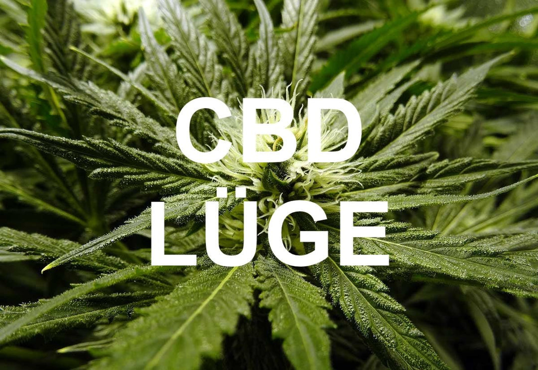 Angeblich hohe Wirkung und Wirksamkeit von CBD: Was ist wirklich dran? - Brain Chill
