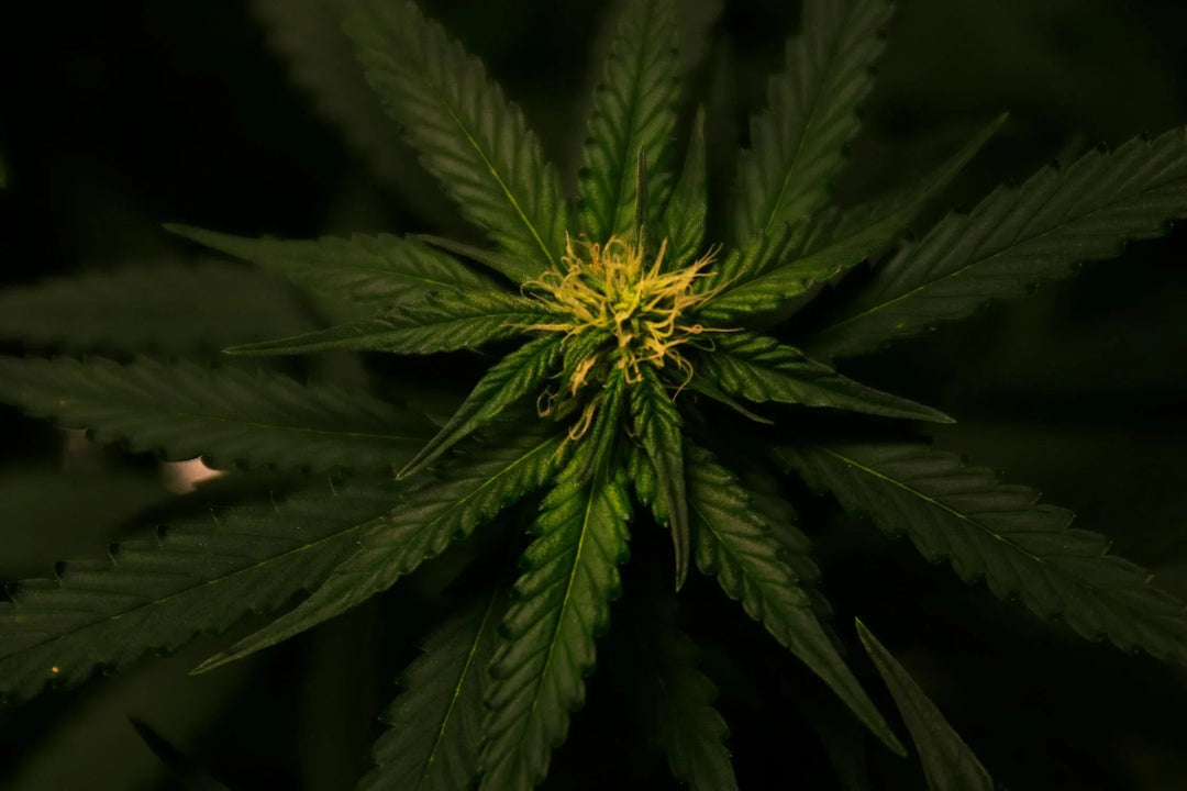 Cannabismesse in NRW, Treffe Uns! - Brain Chill