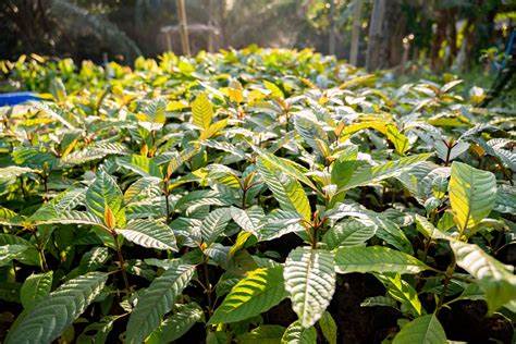 Die Industrie der Kratomzucht für den Weltmarkt - Brain Chill