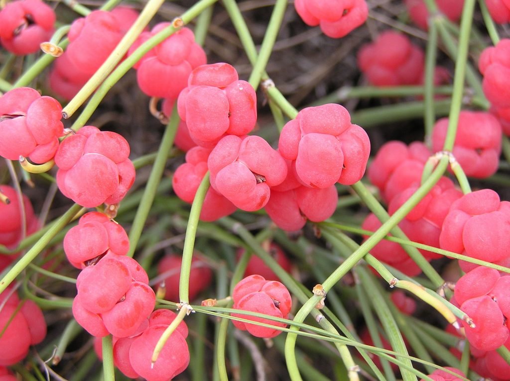 Ephedra – Geschichte, Wirkung & medizinische Nutzung der Heilpflanze - Brain Chill