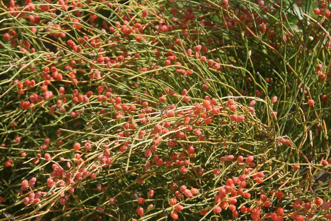 Ephedra pflanzen: So gelingt der Anbau des Meerträubels in Deutschland - Brain Chill