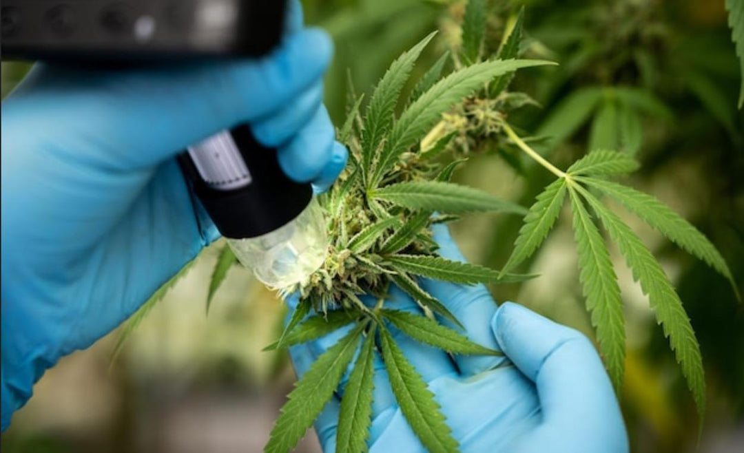 Feminisiete Cannabis Samen herstellen - Brain Chill