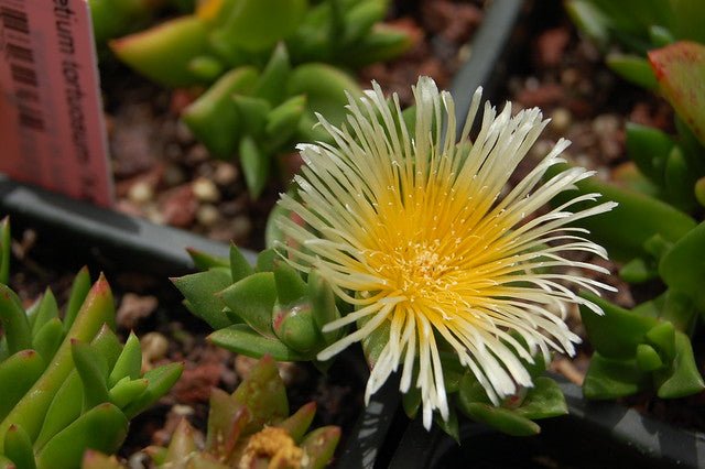 Kanna (Sceletium Tortuosum) Verwendung in Afrika - Brain Chill