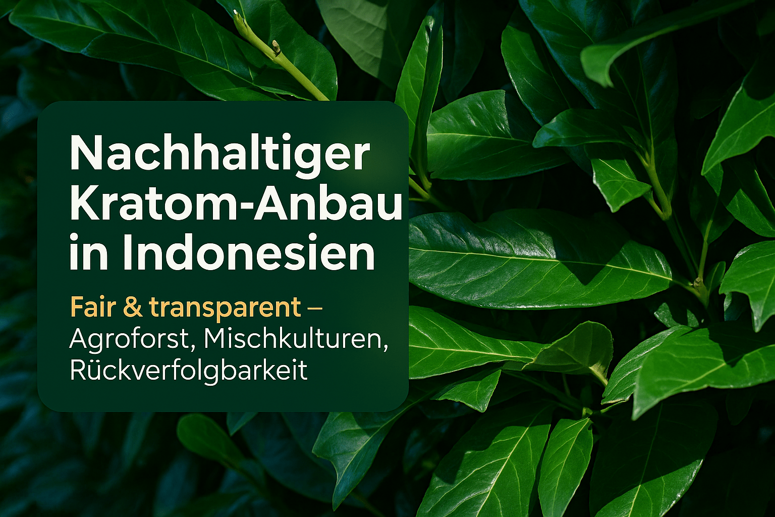 Kratom Anbau Indonesien Nachhaltigkeit: Fair & transparent - Brain Chill