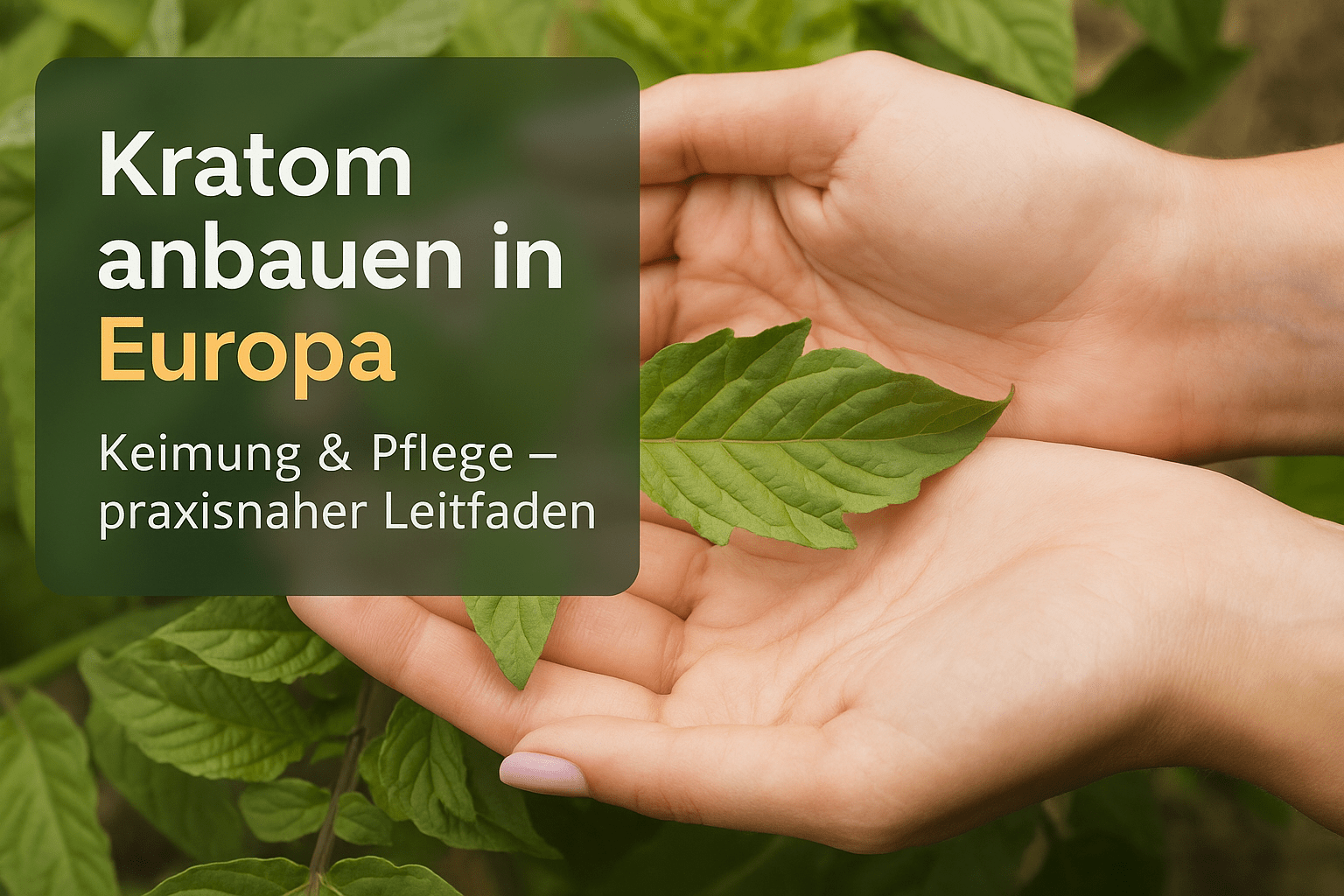 kratom anbau: Leitfaden für Europa (Keimung & Pflege) - Brain Chill