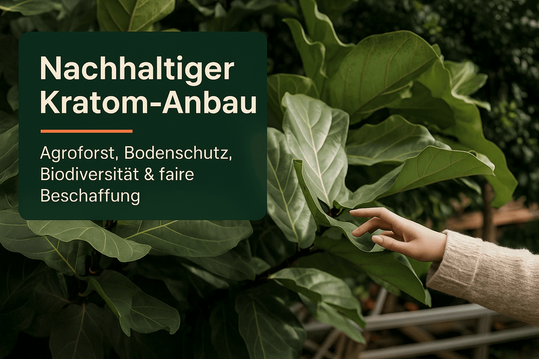 Kratom Anbau Praktiken: Nachhaltiger ökologischer Leitfaden - Brain Chill