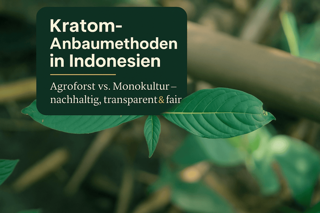 Kratom Anbaumethoden Indonesien: Nachhaltig, transparent & fair - Brain Chill