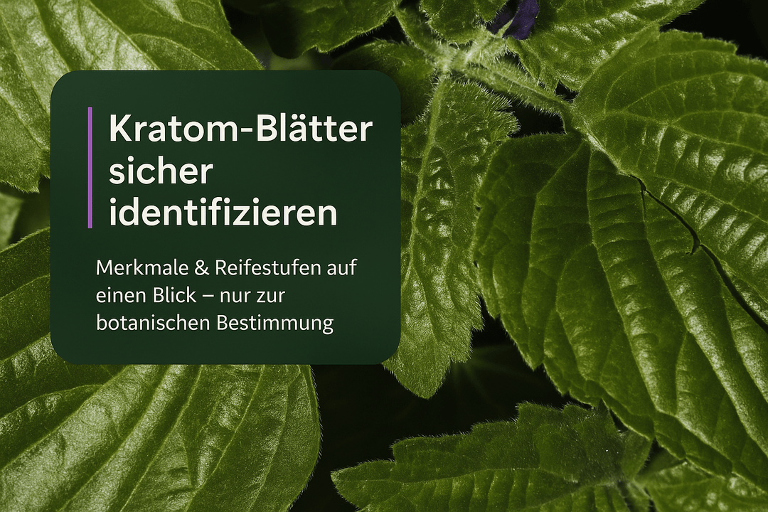 Kratom-Blätter Identifizierung: Tipps für Sammler - Brain Chill