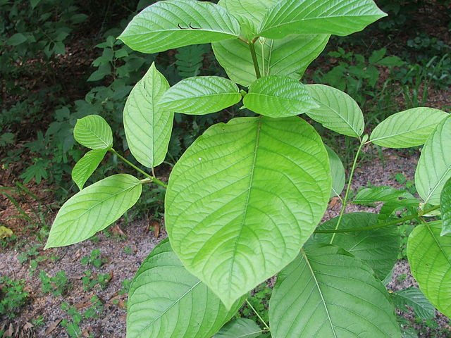 Kratom – Entdeckung, Herkunft und traditionelle Anwendung - Brain Chill