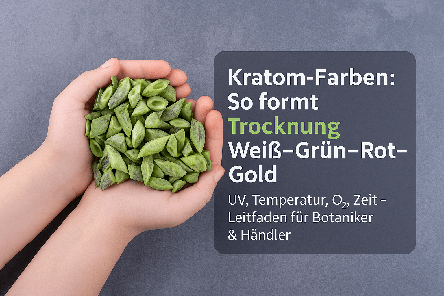 Kratom Farben Entstehung Trocknung: Kompletter Leitfaden für Botaniker & Händler - Brain Chill