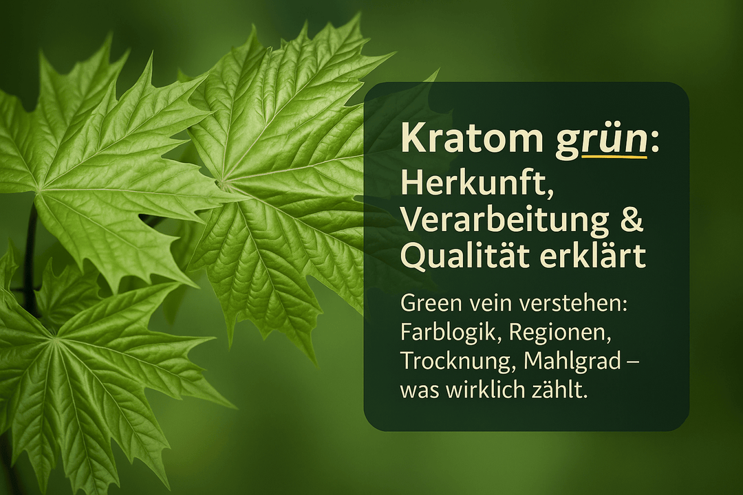 Kratom grün: Herkunft, Verarbeitung und Qualitätsmerkmale erklärt - Brain Chill