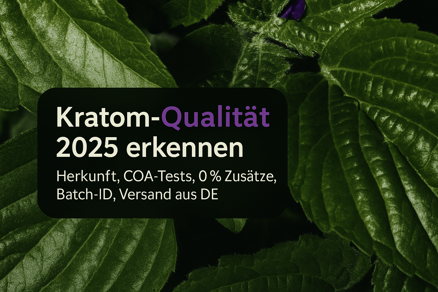 Kratom hohe Qualität: Qualitätsmerkmale erkennen & vergleichen 2025 - Brain Chill