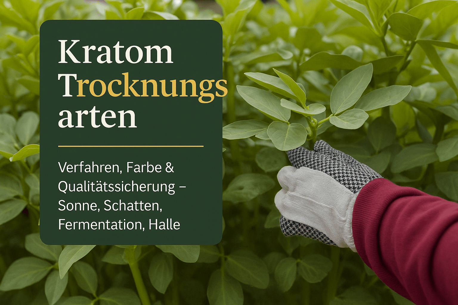 Kratom Trocknungsarten: Verfahren, Farbe & Qualitätssicherung - Brain Chill