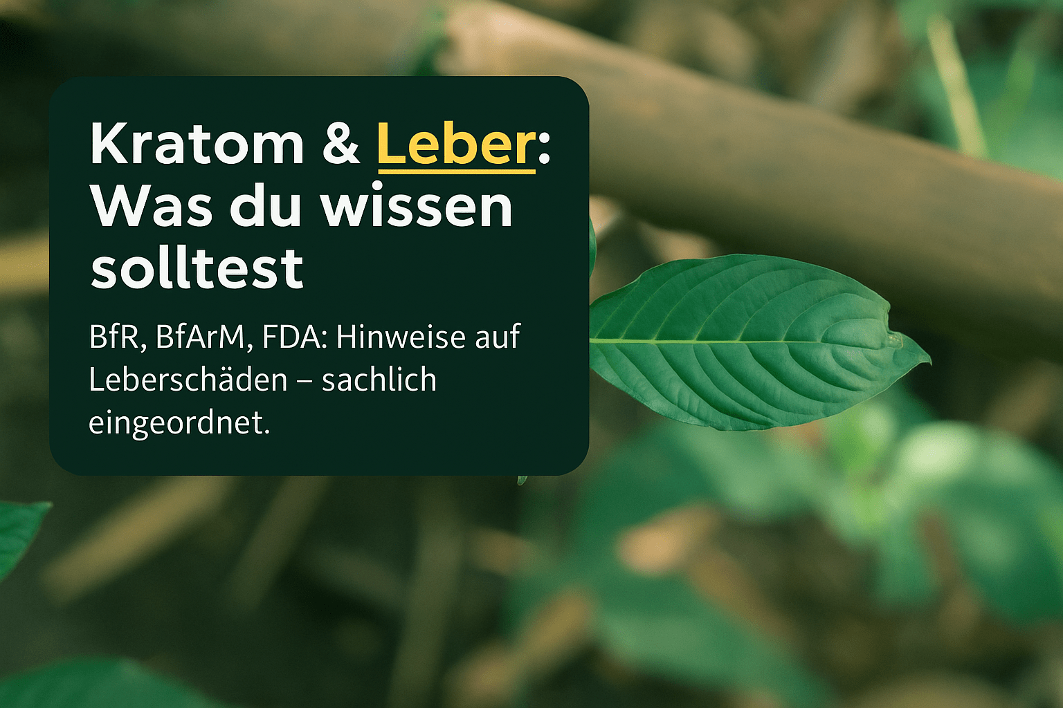 Kratom und die Leber: Was du wissen solltest - Brain Chill