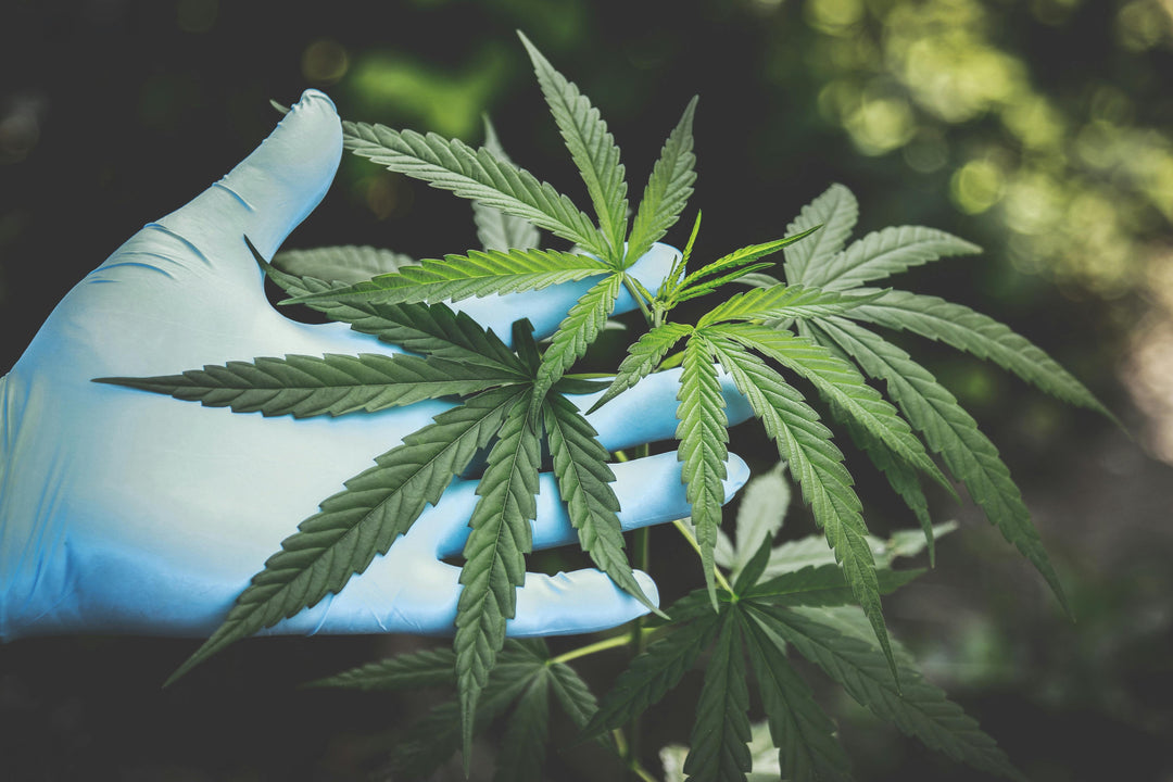 Mehltau bei Cannabis Pflanzen was tun? - Brain Chill
