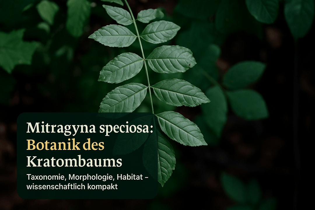Mitragyna speciosa Botanik: Die wissenschaftliche Einordnung des Kratombaums - Brain Chill