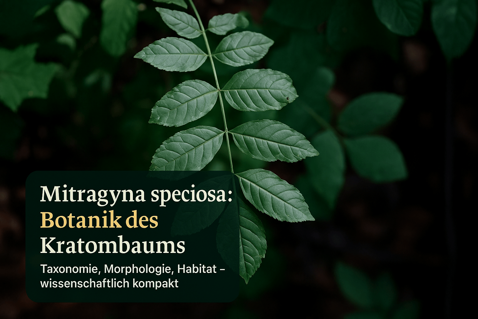 Mitragyna speciosa Botanik: Die wissenschaftliche Einordnung des Kratombaums - Brain Chill
