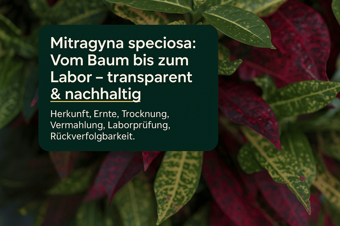 Mitragyna speciosa leaves: Lieferkette & nachhaltiger Anbau - Brain Chill