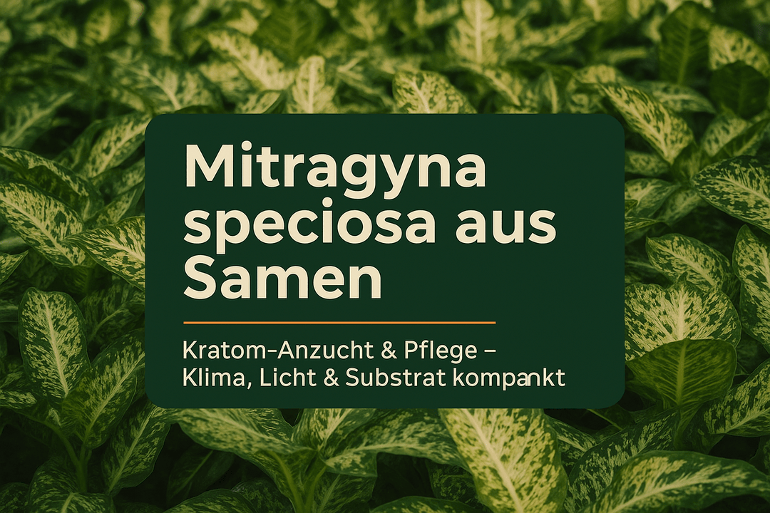 Mitragyna speciosa Samen: Kratom-Anzucht & Pflege - Brain Chill