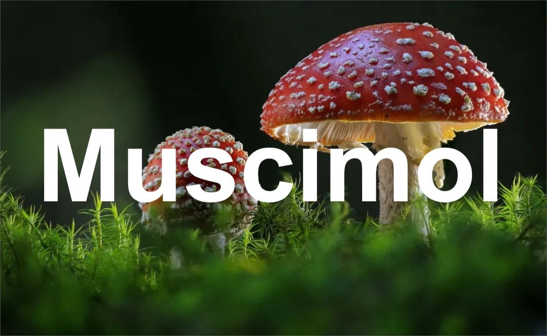 Muscimol: Die psychoaktive Verbindung der Fliegenpilze - Brain Chill