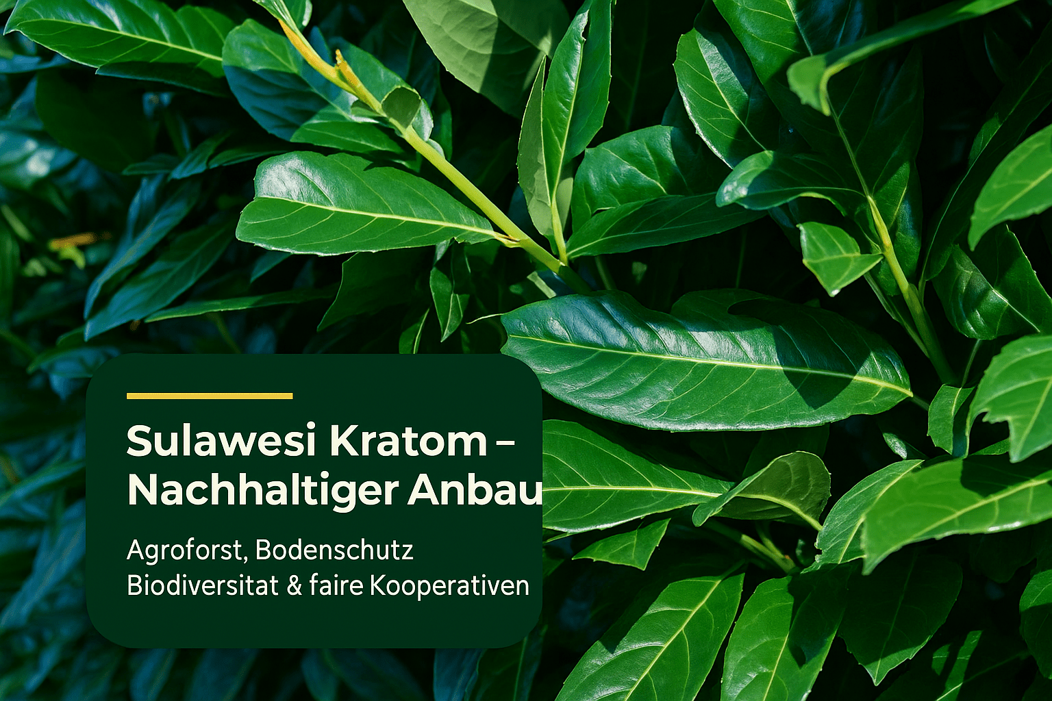 Sulawesi Kratom: Nachhaltiger Anbau & Umweltauswirkungen - Brain Chill
