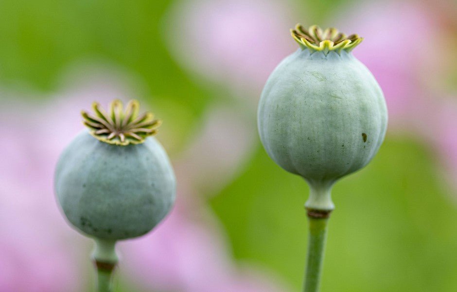 Was ist O-Desmethyltramadol HCL? - Brain Chill