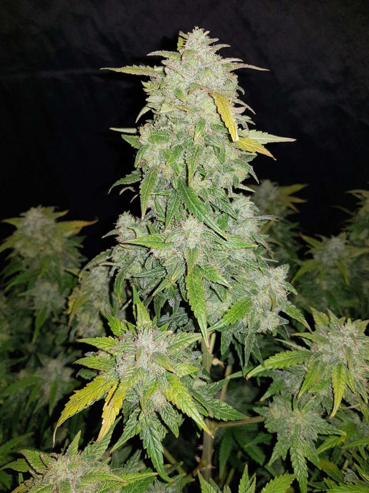 Amnesia Haze Samen von Brain-Chill – Feminisierte Cannabissamen mit 70% Sativa und 22-29% THC