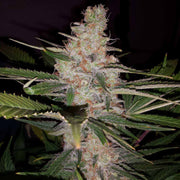 Sour Diesel | Automatic | schnelle Ernte | 14-19% THC