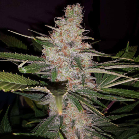 Sour Diesel | Automatic | schnelle Ernte | 14-19% THC