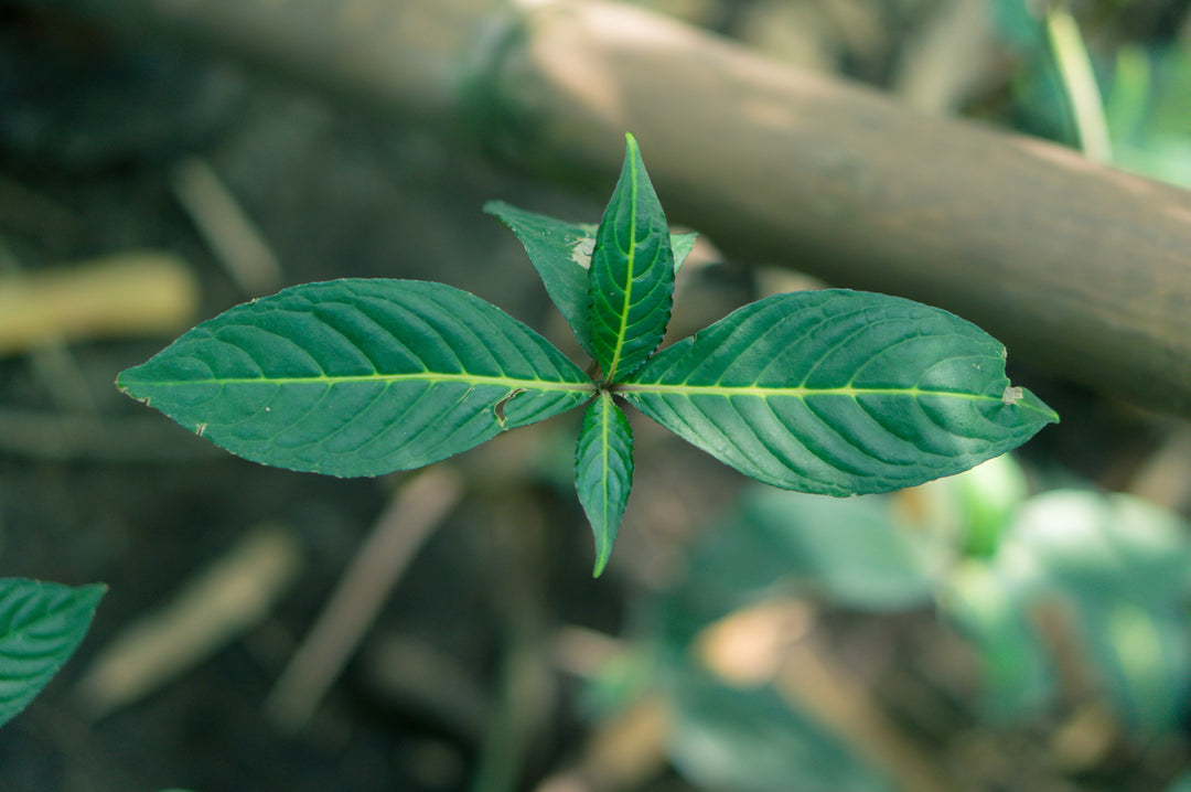 Frisches Kratom Blatt der Pflanze Mitragyna speciosa aus Indonesien